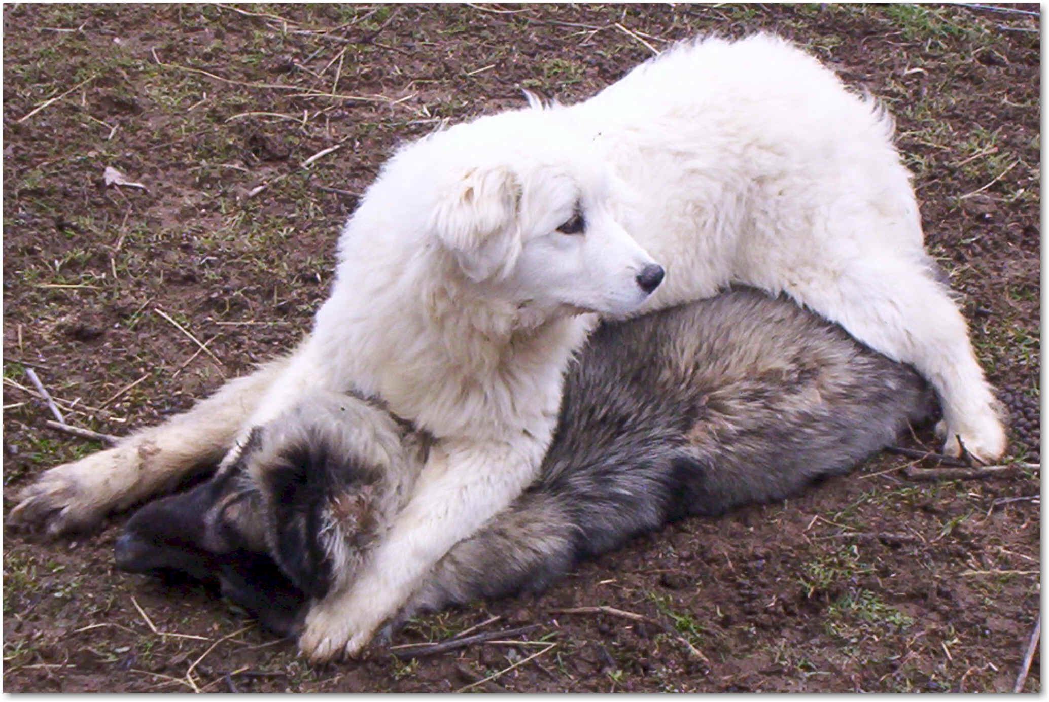 great pyrenees guard sheep